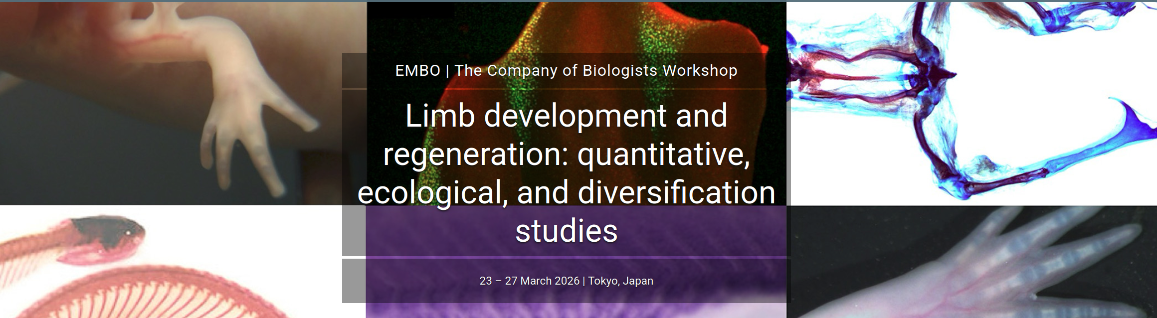 Limb development and regeneration: quantitative, ecological, and diversification studies. March 2026, Tokyo Japan