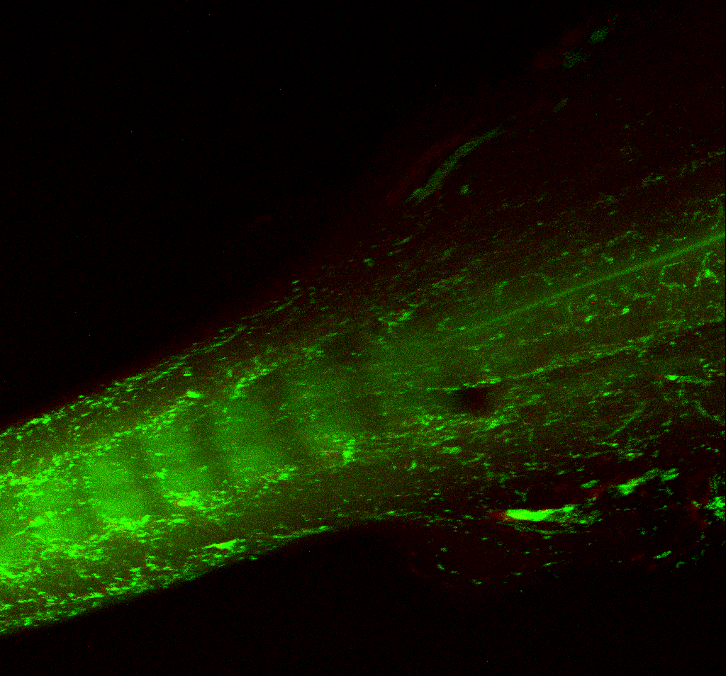 Learning HCR with Keren Yam from Lupiañez Lab