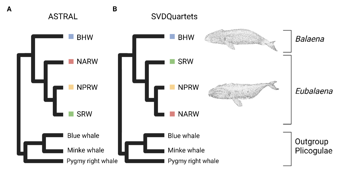 Genome-wide demographic analyses of balaenid whales revealed complex history of gene flow associated with past climate oscillation